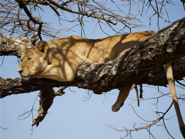 Tanzania wildlife holiday, Serengeti safari
