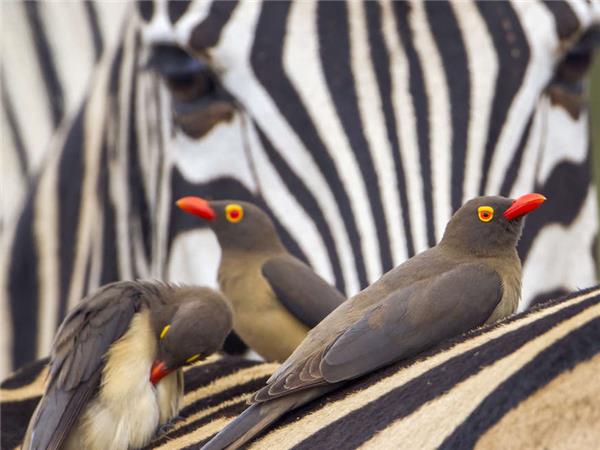 Kruger, Swaziland and South Africa's Garden route holiday