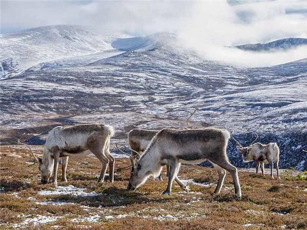 Cairngorms wildlife winter adventure