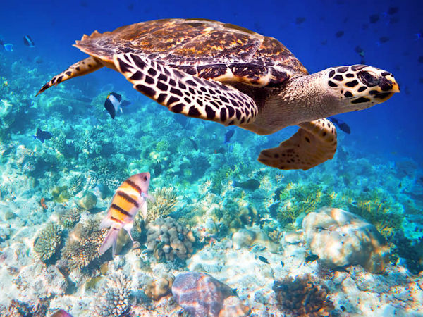 Maldives holidays, Dhoni cruise