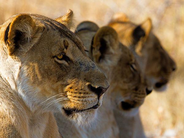 Tanzania small group holiday, safari & Serengeti