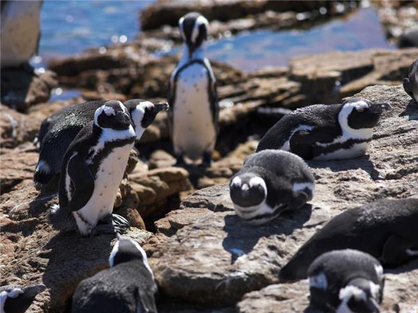 South Africa holiday, Cape escape