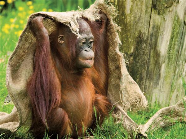 Borneo highlights tour, small group