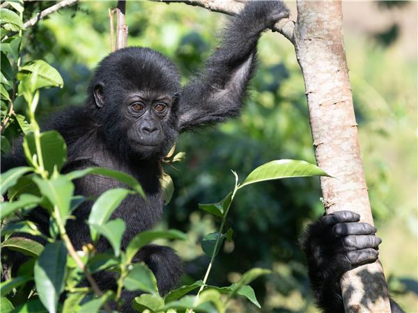 Gorillas and big game, Nairobi to Kigali tour