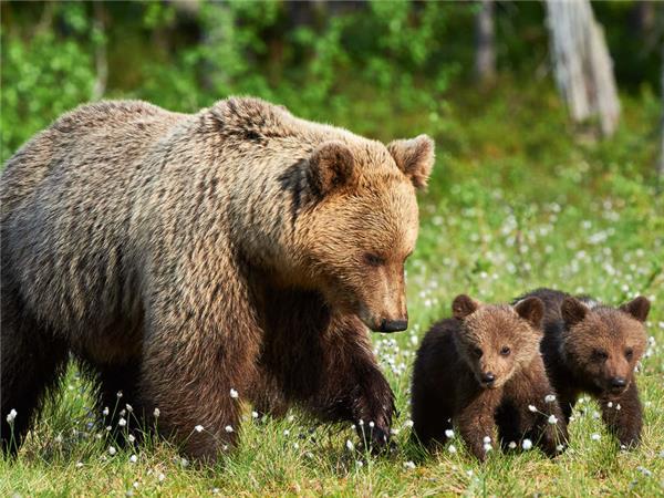 Bear watching holidays. Helping Dreamers Do.