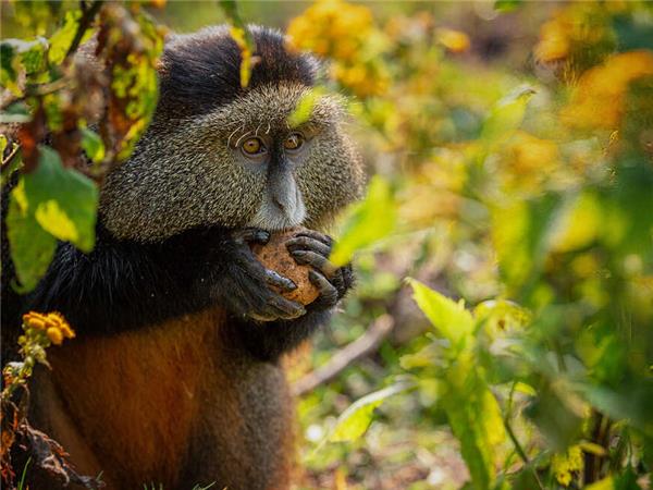 Uganda and Rwanda Gorilla holiday