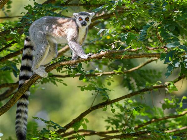 Madagascar Wildlife Holidays