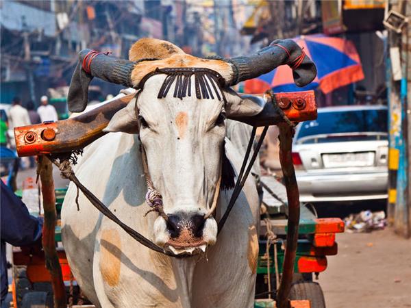 Kerala to Goa with added comfort holiday