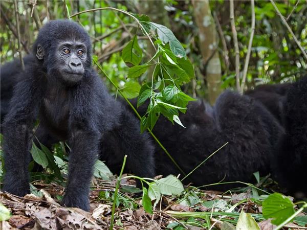 Rwanda & Uganda holiday, with added comfort