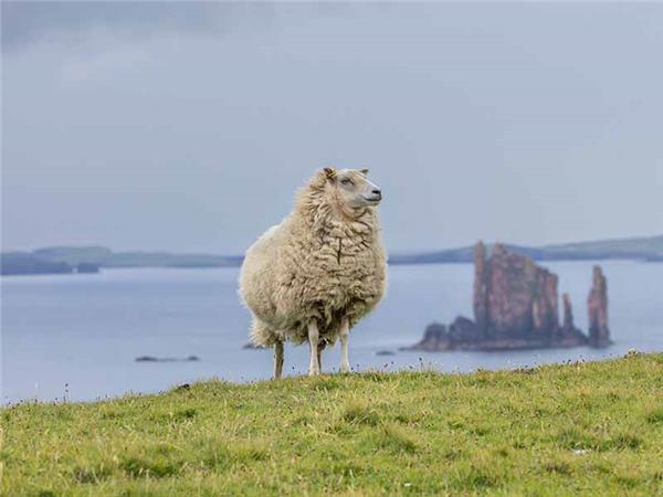 Shetland Isles wildlife holiday
