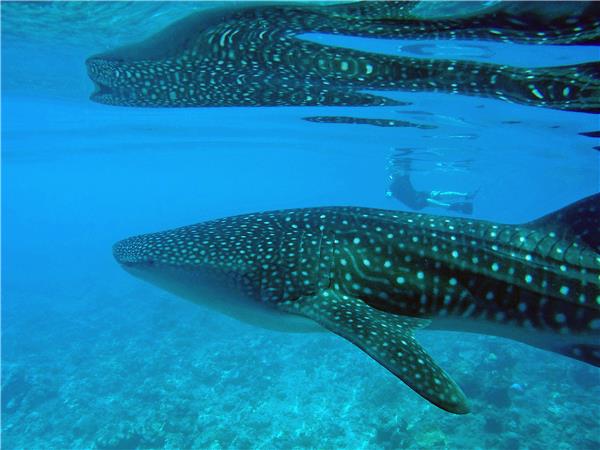 Maldives holidays, wildlife cruise