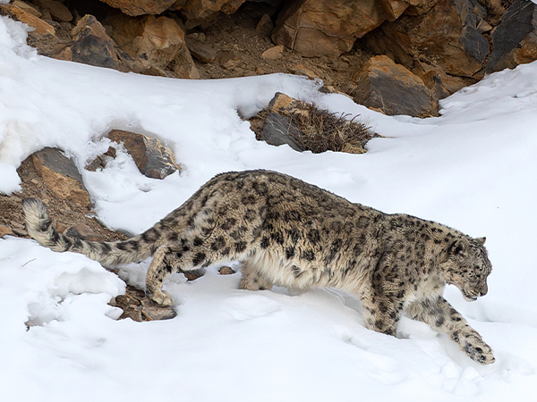 Snow leopards of Spiti trekking holiday, India
