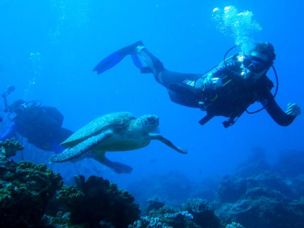 South Africa marine conservation diving holiday