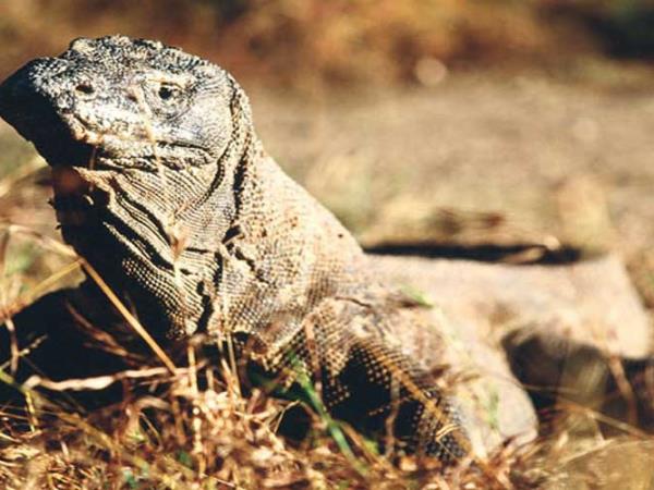 Flores & Komodo holiday, Indonesia