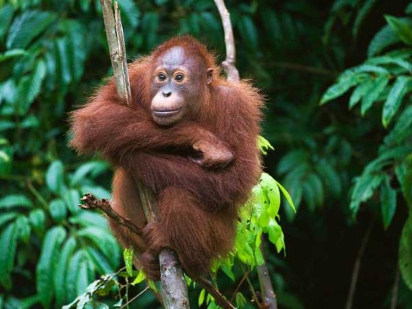 Tanjung Puting orangutan holiday, Borneo