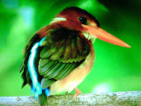 travel agent sulawesi Sulawesi bird watching tour, Indonesia