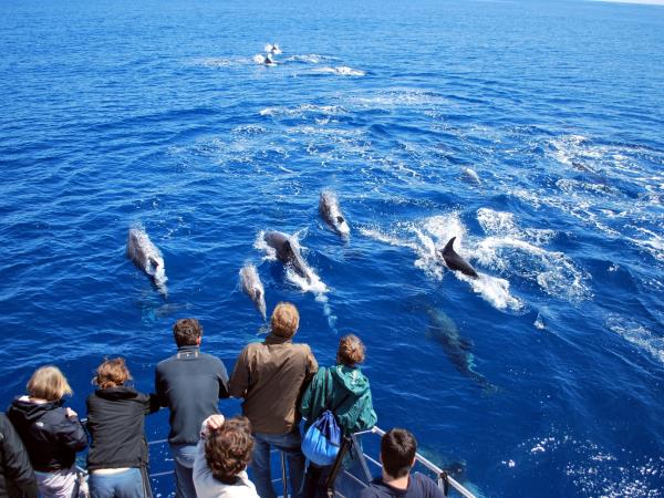 Swimming With Dolphins Helping Dreamers Do