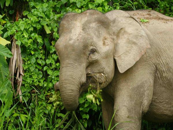 Borneo wildlife volunteer project
