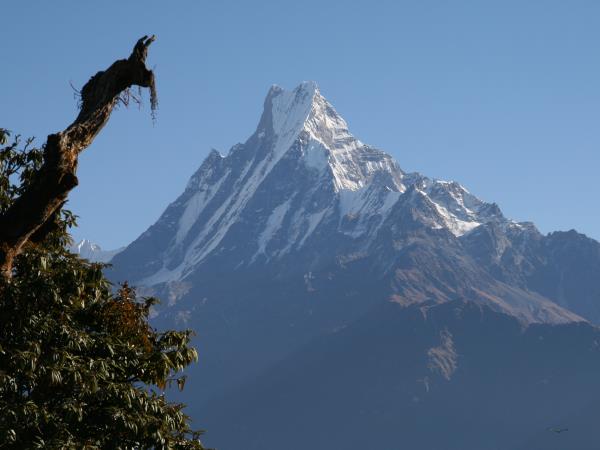 Annapurna trekking holiday, Rhododendron trek