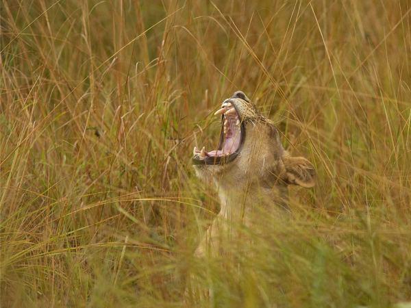 Malawi & Zambia holiday, safari & beach 