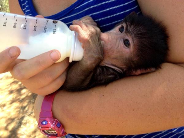 Risultati immagini per volunteer baboon orphan