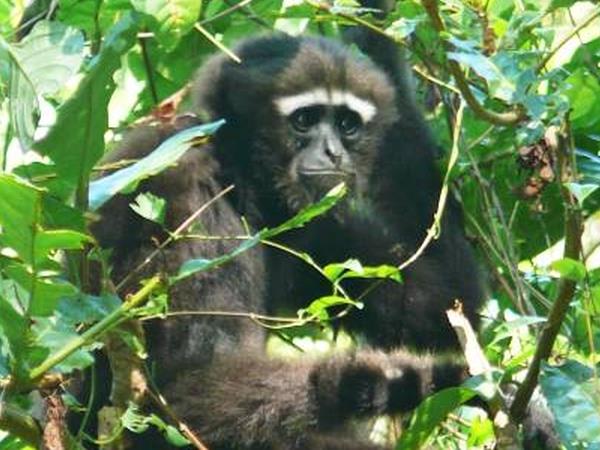 Bangladesh wildlife holiday