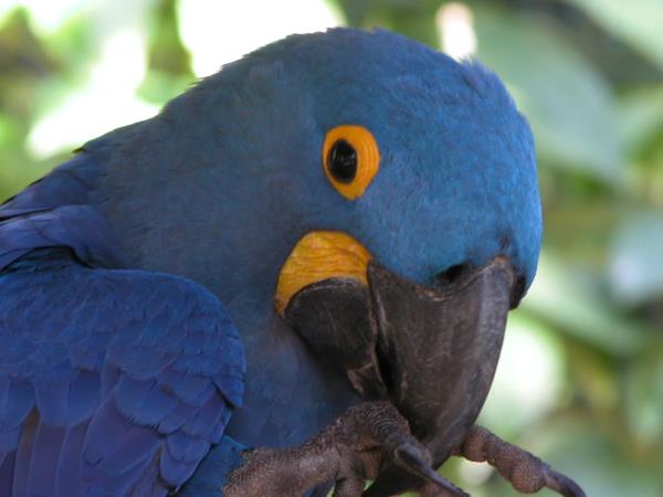 Brazil wildlife holiday, tailor made