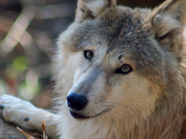 Tibet wildlife holiday, Tibet Plateau mammals | Responsible Travel Tibet wildlife holiday, Tibet Plateau mammals | Responsible Travel