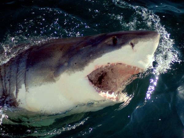 Western Cape wildlife holiday in South Africa