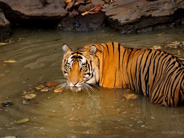 Best place to see tigers in the wild