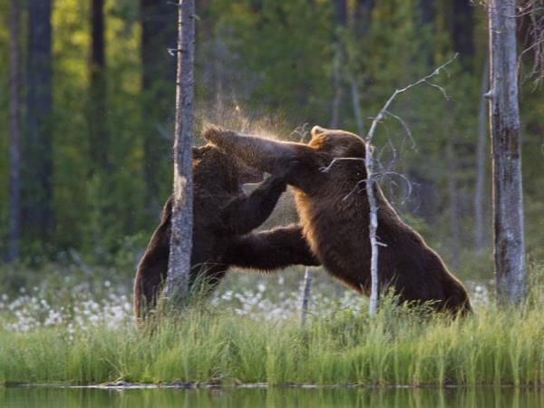 Wildlife photgraphy tour in Finland