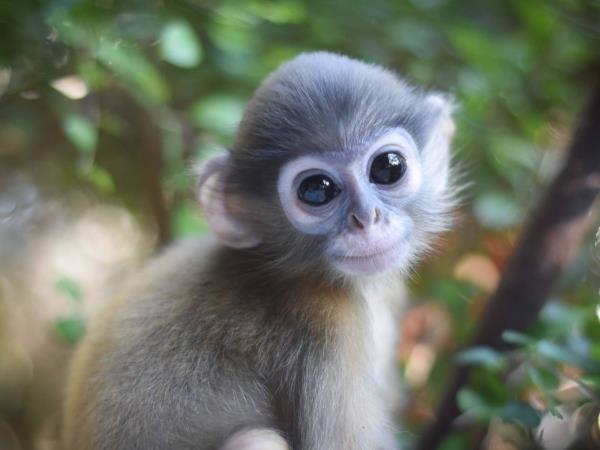 Volunteering in Thailand, wildlife rescue centre