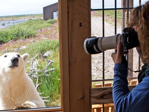 Polar bear & beluga whale watching tours, Canada