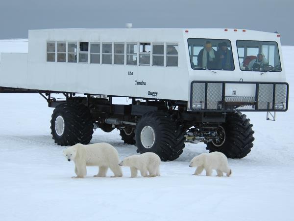 Polar Bear watching holiday, Canada