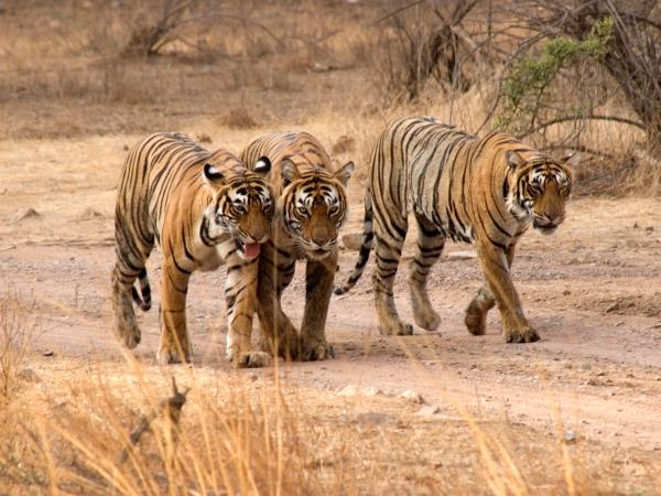 Tiger safari and Golden Triangle tour in India 