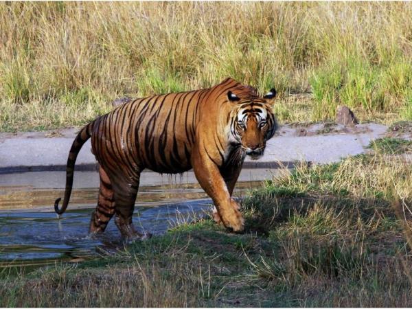 Tiger watching holiday in India
