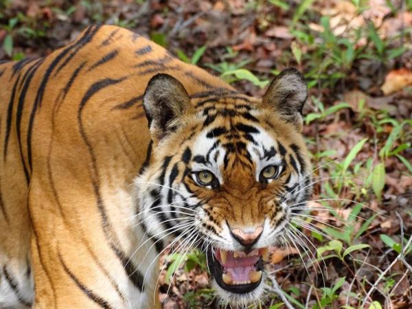 Tadoba National park tiger safari, India
