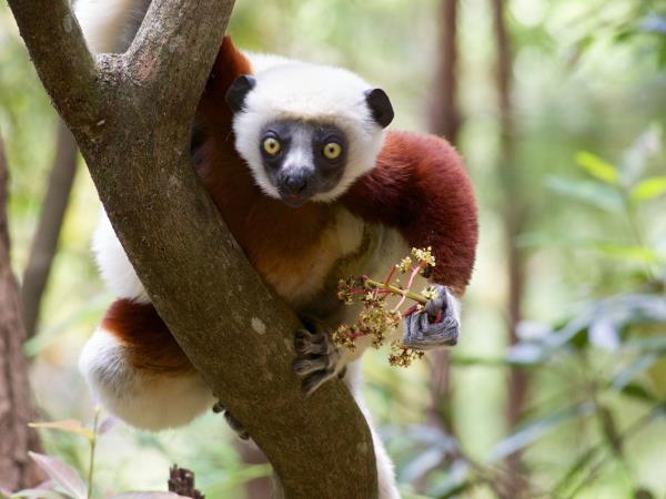 Madagascar trekking holiday