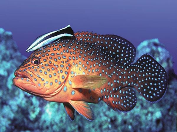 Diving holiday in Oman