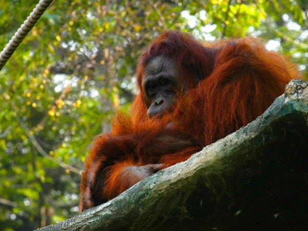 Sumatra 12 day tour, Indonesia