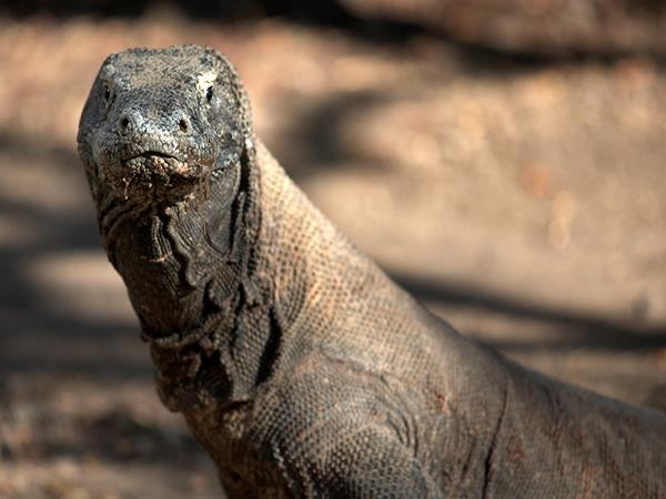 Wildlife holidays in Indonesia in 2024 & 2025 | Responsible Travel