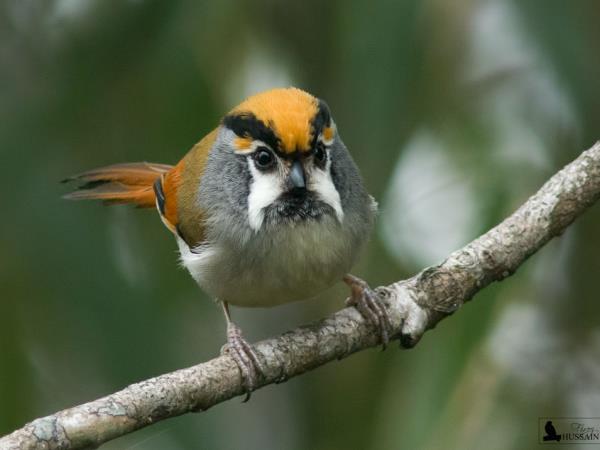 Bird watching tour in North East India