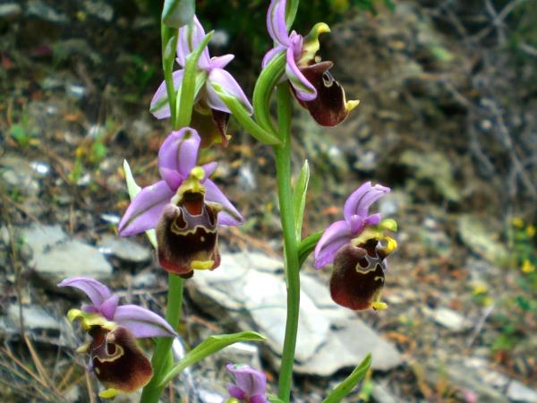 Walking and botanical holiday on Karpathos Island, Greece