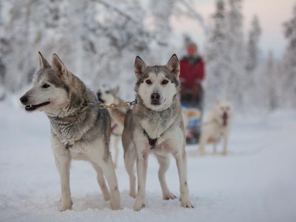 Dog Sled Husky Holidays Safaris Helping Dreamers Do