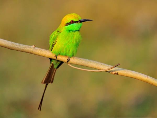 India bird watching holiday & Taj Mahal