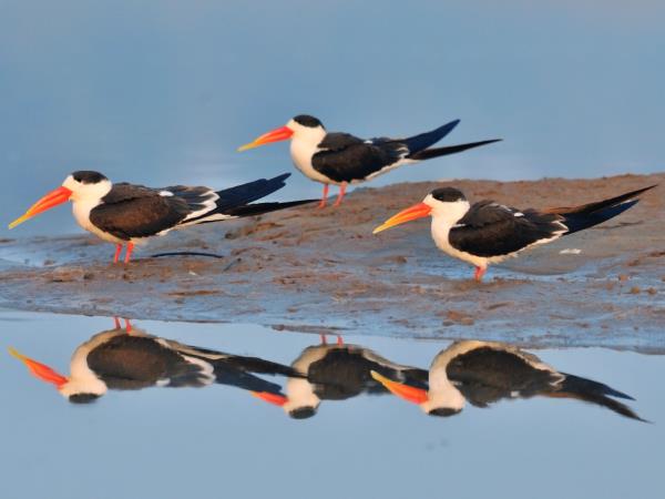 India bird watching holiday & Taj Mahal