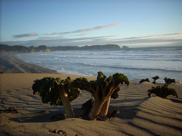 Self drive Patagonia holiday including Mapuche culture