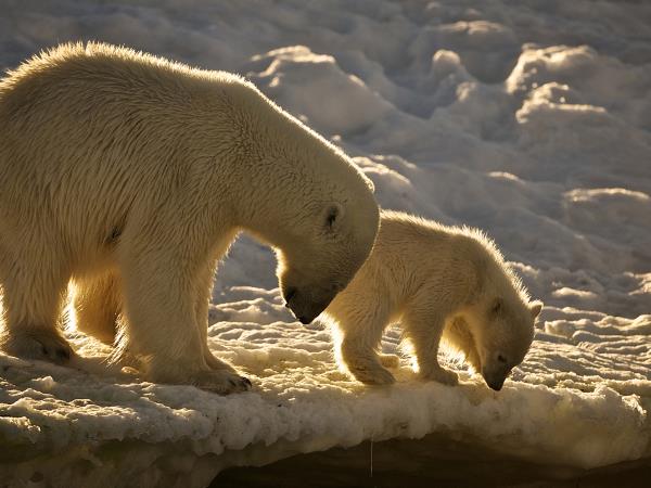 Svalbard cruise in the Arctic