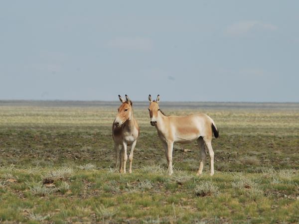 Wildlife research expedition in the Gobi Desert, Mongolia | Responsible Travel Wildlife research expedition in the Gobi Desert, Mongolia | Responsible Travel