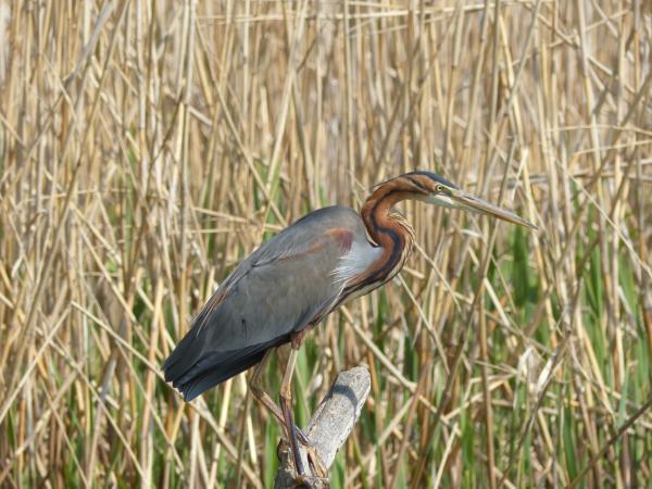 Carpathia bird watching and bear tracking holiday, Romania